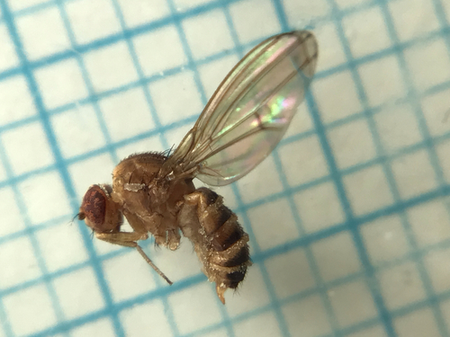Drosophila immigrans observed 2026-10-26