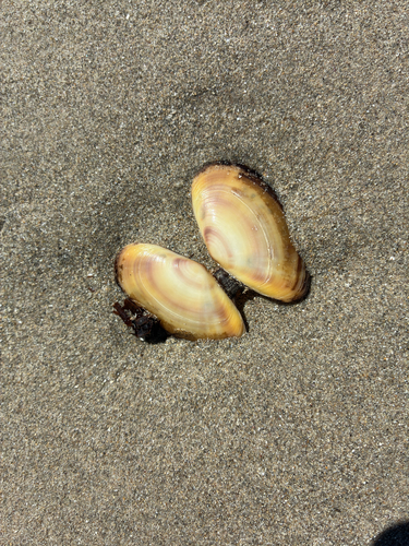Hiatula biradiata, 2026-10-16