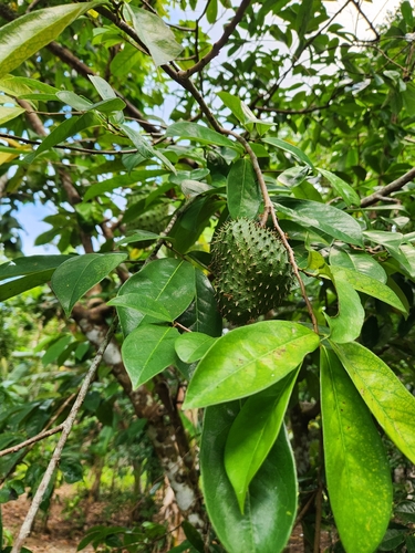 Annona muricata observed 2026-10-22