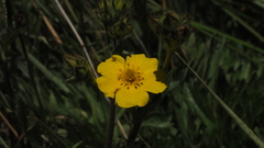 Potentilla gracilis fastigiata