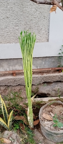 Amorphophallus paeoniifolius observed 2026-10-26