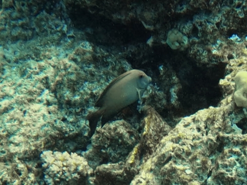 Ctenochaetus striatus observed 2026-10-26