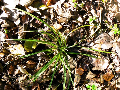 Carex digitata observed 2026-10-19