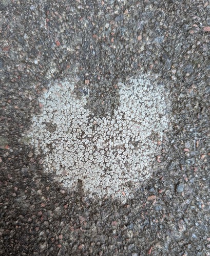 huurremannajäkälä