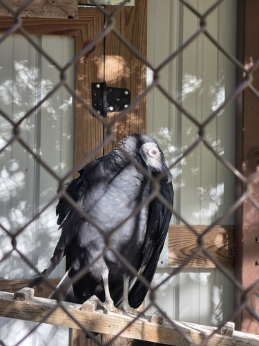 Black Vulture