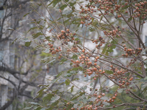 Diospyros lotus observed 2026-10-24