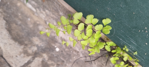 black maidenhair fern