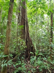 Parkia pendula