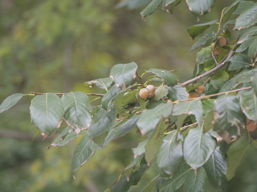 Diospyros lotus observed 2026-10-24