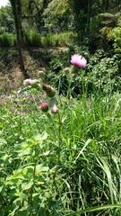 Cirsium mexicanum