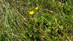 Potentilla gracilis fastigiata