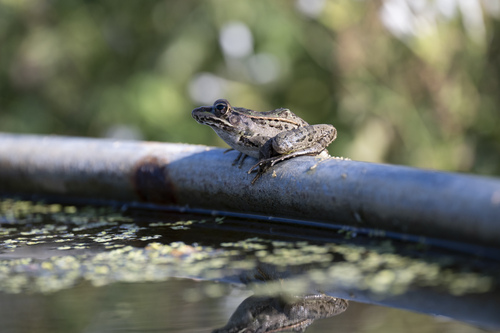 Rio Grande Leopard Frog