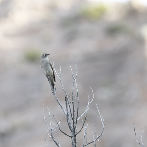 Townsend's Solitaire