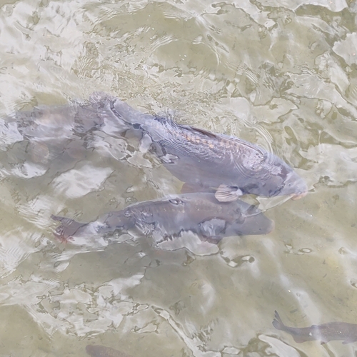 Karpfen · European Carp