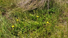Potentilla gracilis fastigiata