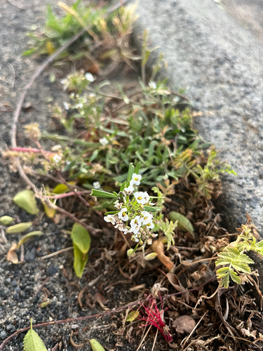 Draba, 2026-10-26