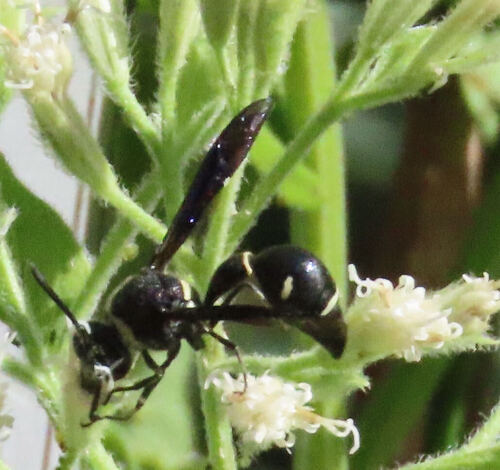 Fraternal Potter Wasp
