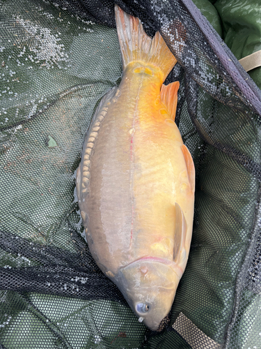European Carp