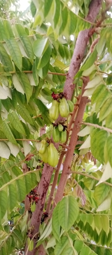 Averrhoa bilimbi observed 2026-10-26