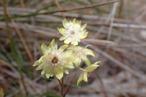 Rhodanthe citrina observed 2026-10-26