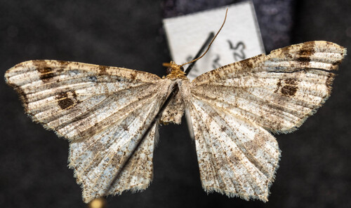 Peacock Moth