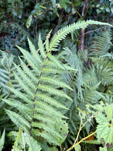 Christella acuminata observed 2026-10-26