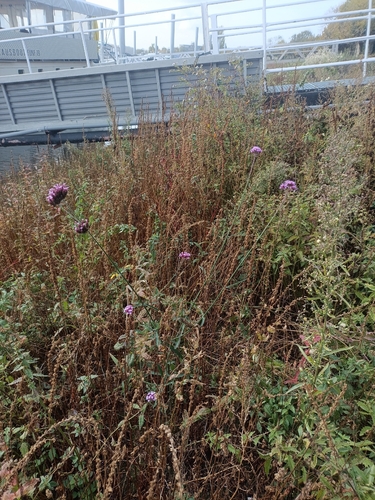 Verbena bonariensis observed 2026-10-26