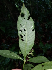 Palicourea violacea
