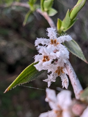 Leucopogon virgatus observed 2026-10-26