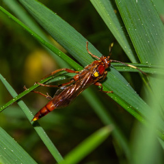 Ectopimorpha wilsoni