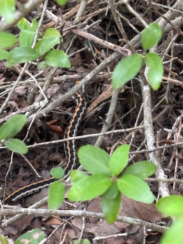 Black-necked Garter Snake