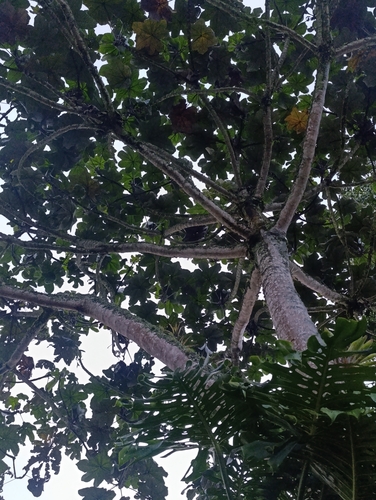 Cecropia observed 2026-10-26