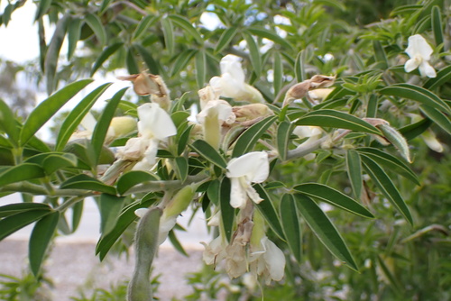Cytisus proliferus observed 2026-10-26