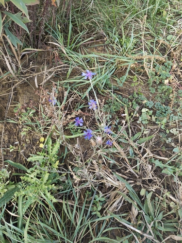 Centaurea cyanus observed 2026-10-26