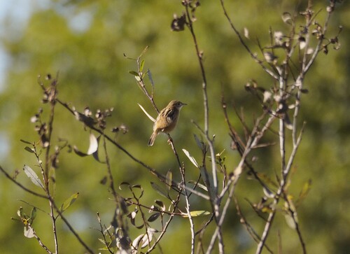 Cisticola juncidis, 2026-10-26