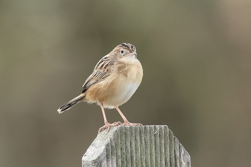 Cisticola juncidis, 2026-10-25
