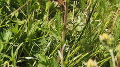 Potentilla gracilis fastigiata
