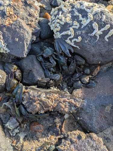 Petrolisthes observed 2026-10-26