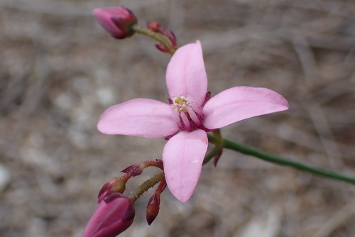 Boronia observed 2026-10-26