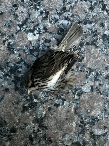 Song Sparrow