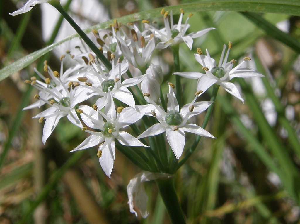 Garlic Chives from Greyton, 7233, South Africa on April 6, 2016 at 09: ...