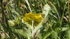 Potentilla gracilis fastigiata