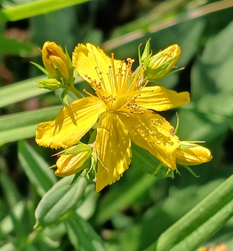 Hypericum perforatum observed 2026-10-26