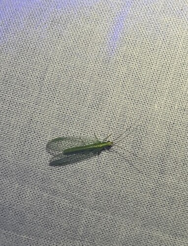 Chrysoperla rufilabris