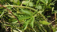 Potentilla gracilis fastigiata