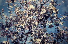 Corymbia setosa