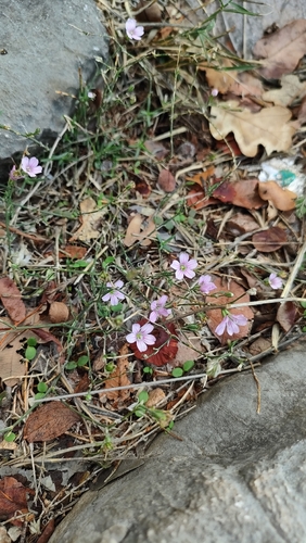 Petrorhagia saxifraga, 2026-10-26