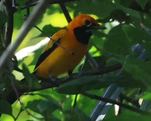 Carterornis chrysomela observed 2026-08-30