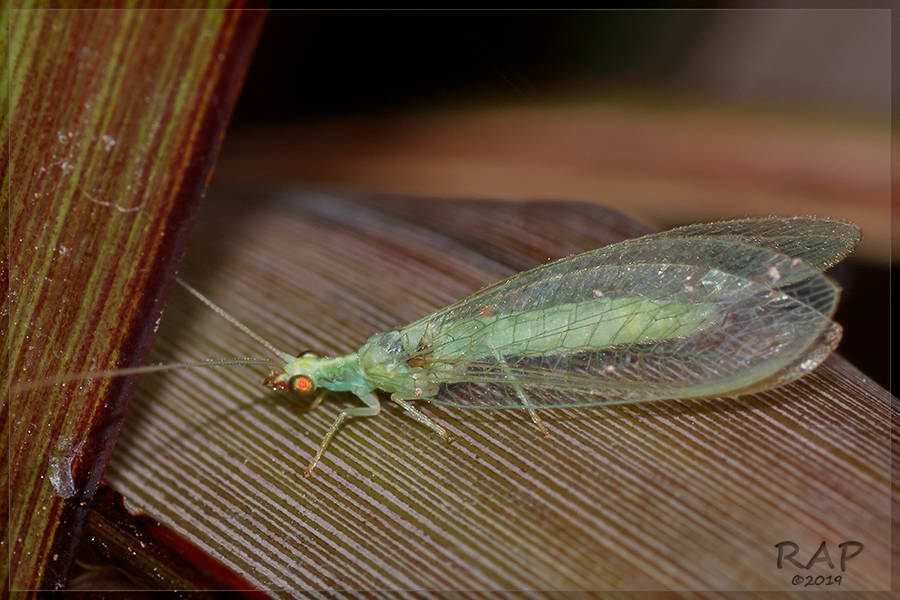 Green lacewing