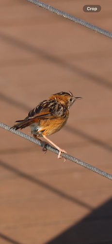 Cisticola exilis observed 2026-10-26